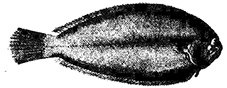 Microchirus azevia_claves.jpg